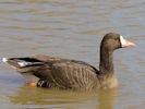 Greenland White-Fronted Goose (WWT Slimbridge April 2013) - pic by Nigel Key